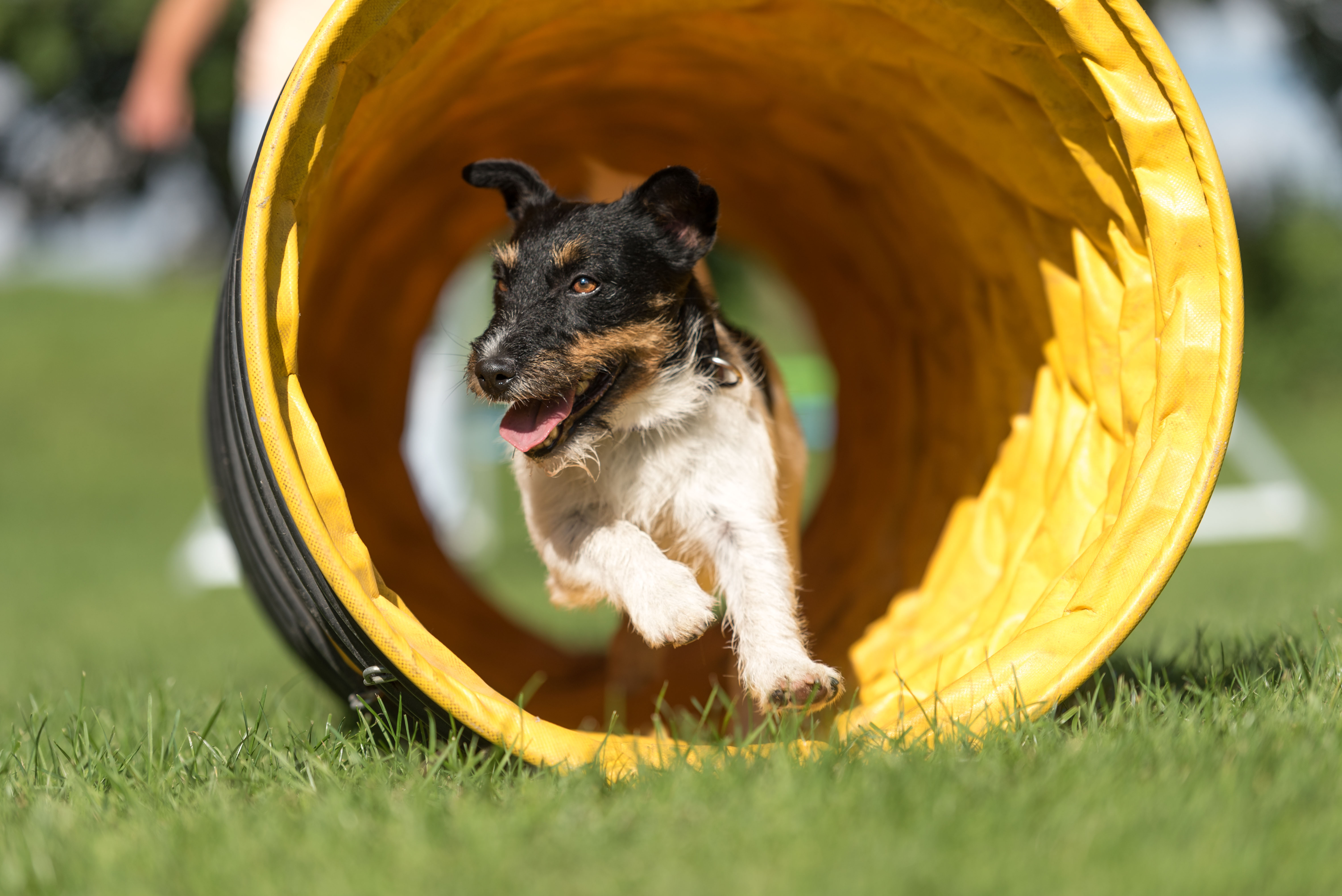 Pet Place